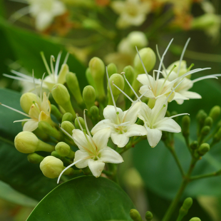 กันเกรา Fagraea fragrans
