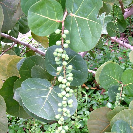 องุ่นทะเล Coccoloba uvifera (L.) L.