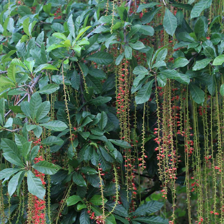 จิกน้ำ Barringtonia acutangula (L.) Gaertn