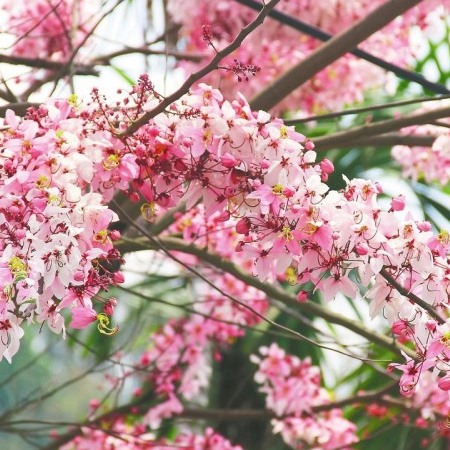 กัลปพฤกษ์ Cassia bakeriana 