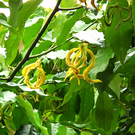 สายหยุด Desmos chinensis Lour.