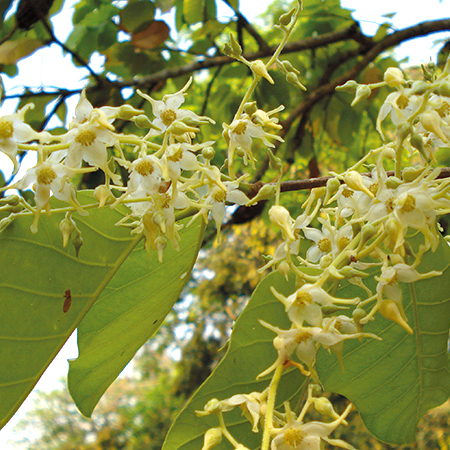 สาละ Shorea robusta Roxb