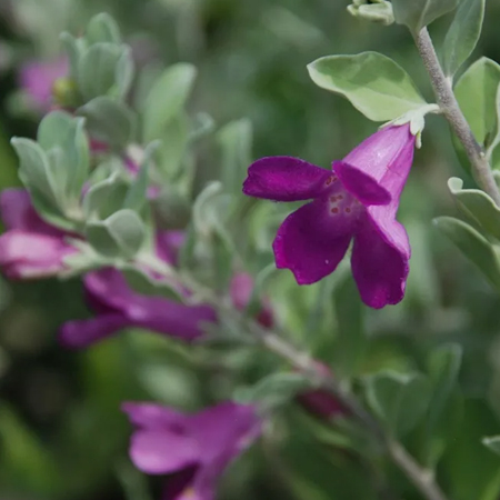 นีออน Leucophyllum frutescens (Berl.) Johnson