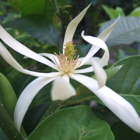 จำปี Magnolia x alba (DC.) Figlar