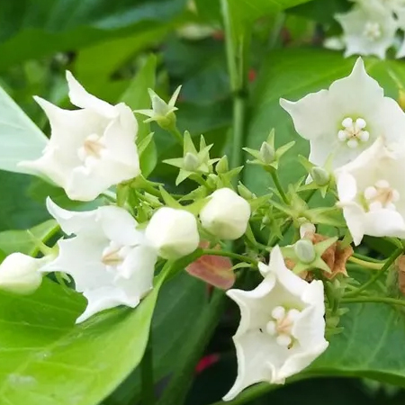 ชมนาด Vallaris glabra (L.) Kuntze