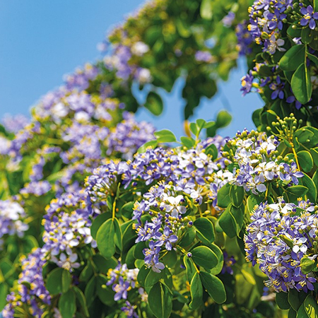 แก้วเจ้าจอม Guaiacum officinale L.