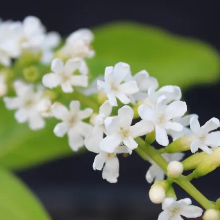 บุหงาส่าหรี Citharexylum spinosum