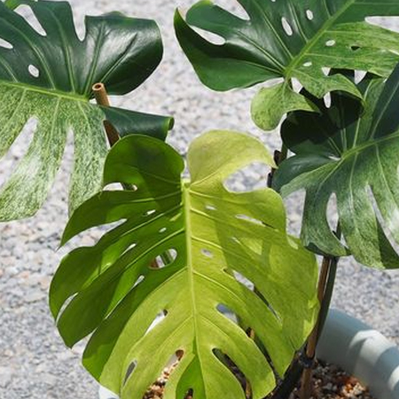มอนสเตรา Monstera deliciosa Liebm