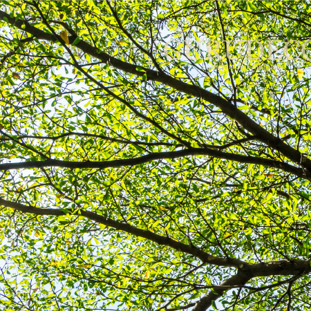 หูกระจง Terminalia ivorensis A. Chev