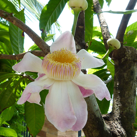 บัวสวรรค์ Gustavia gracillima Miers