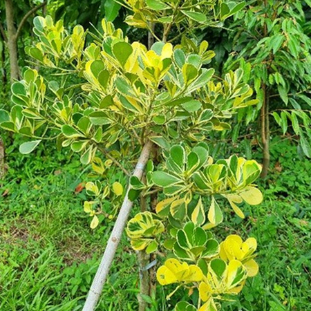 เกล็ดกระโห้ด่าง Clusia major L. cv. Aureo-variegata