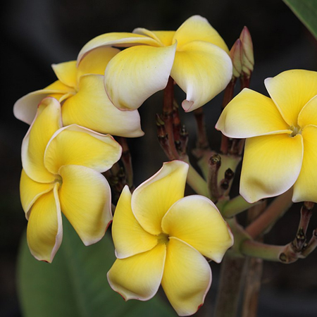 ลีลาวดี Plumeria spp
