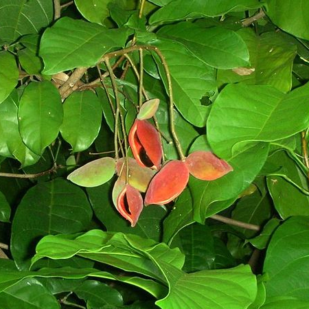 เกาลัด Sterculia monosperma Vent