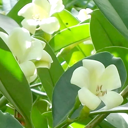 แก้วมุกดา Fagraea ceilanica Thunb