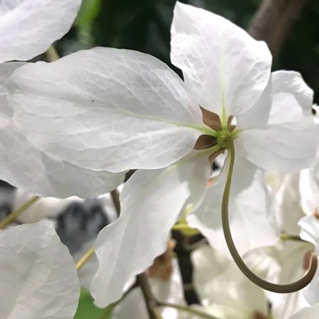 ราชพฤกษ์ ดอกขาว Cassia nealiae H.S.Irwin & Barneby