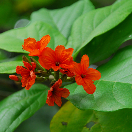 หมันแดง Cordia sebestina L.