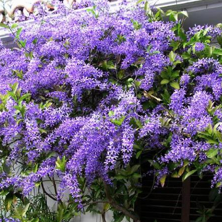 พวงคราม Petrea volubilis L.