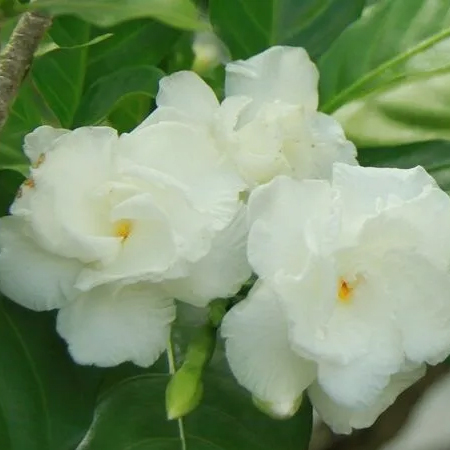 พุดกุหลาบ Tabernaemontana divaricata (L.) R.Br. ex Roem. & Schult.