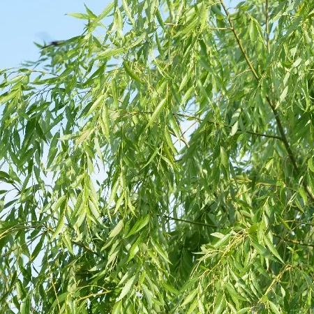 ต้นหลิว Salix babylonica L.