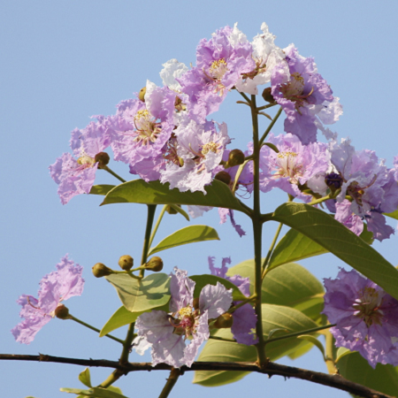 เสลา Lagerstroemia loudonii Teijsm. & Binn.