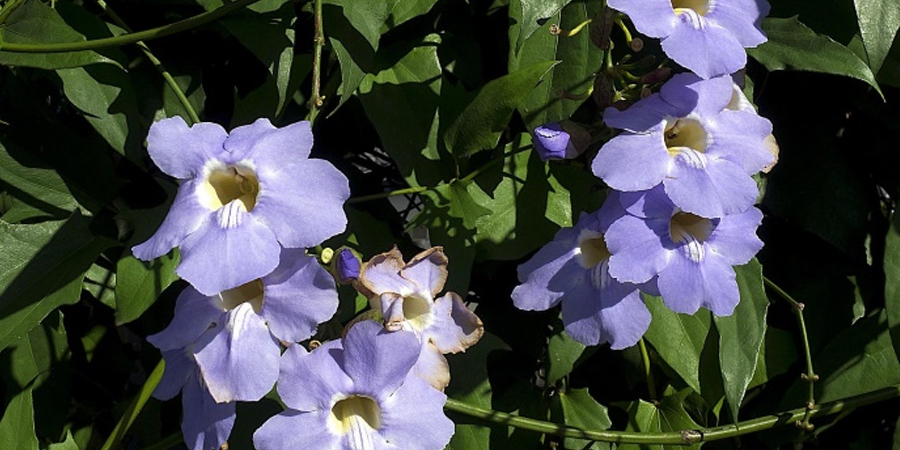 สร้อยอินทนิล Thunbergia grandiflora Roxb.