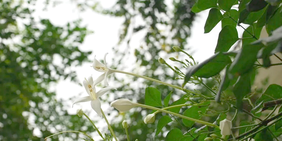 ปีบ Millingtonia hortensis L. f.