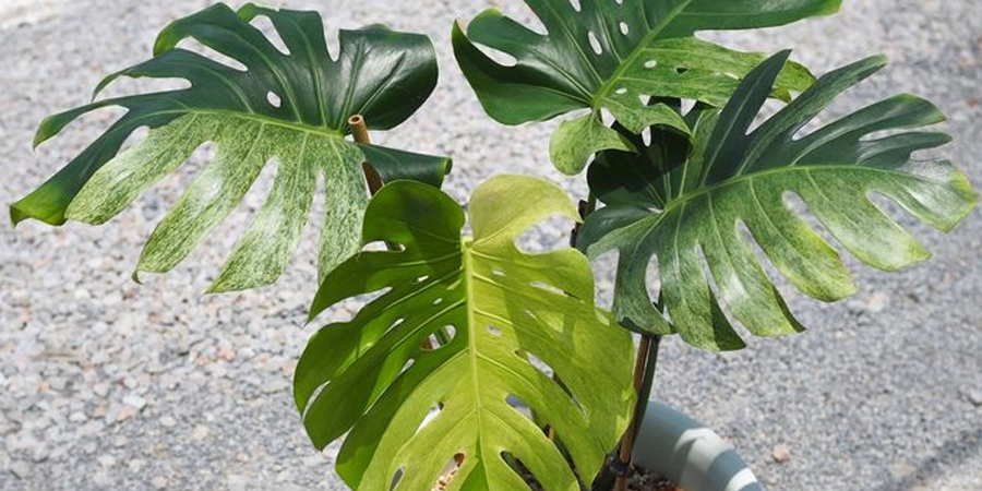มอนสเตรา Monstera deliciosa Liebm