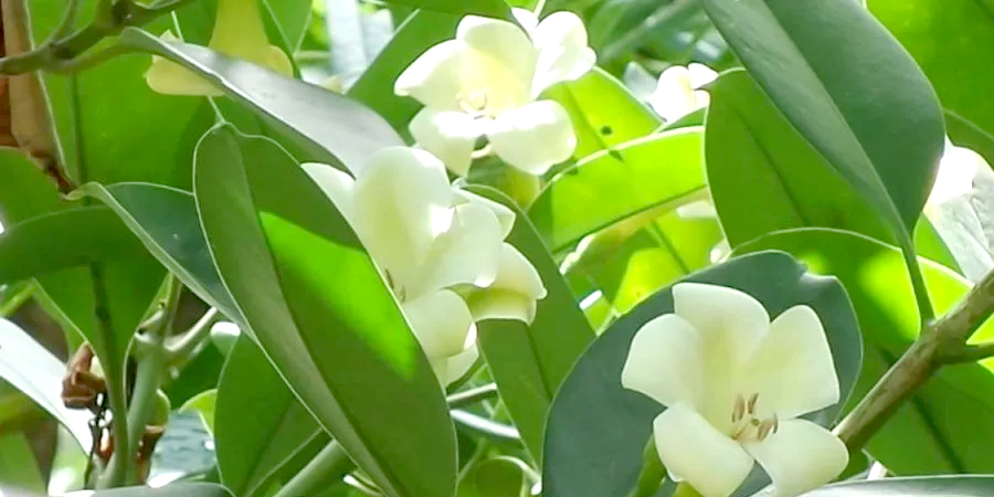 แก้วมุกดา Fagraea ceilanica Thunb