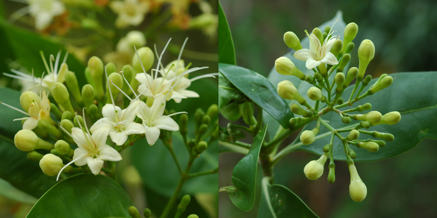กันเกรา Fagraea fragrans